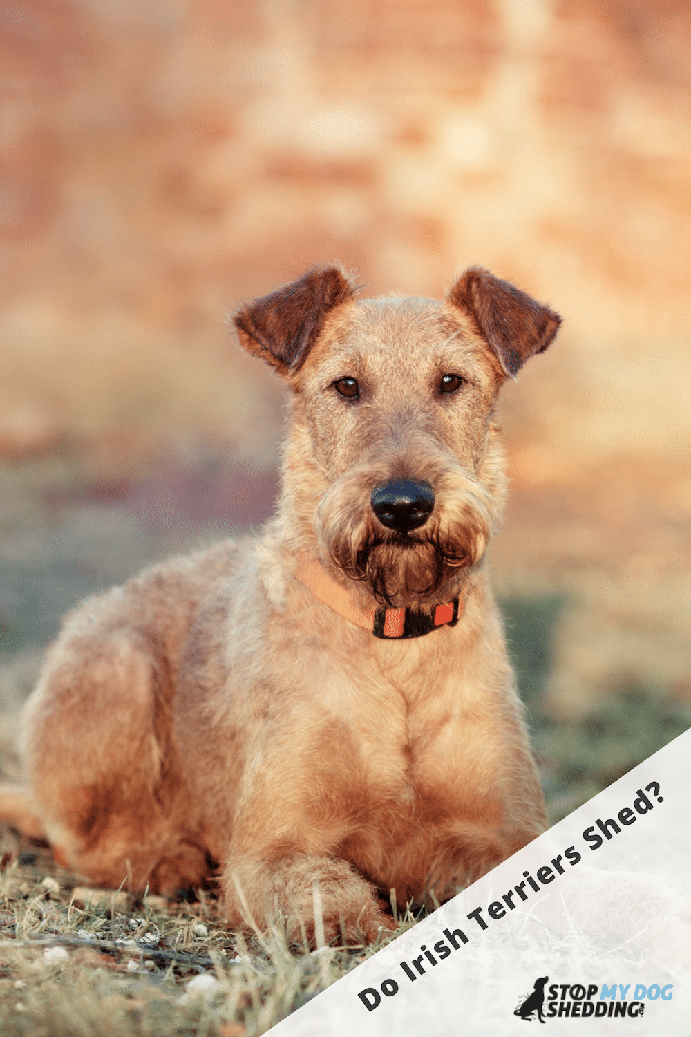 Irish Terrier Shedding (All You Need to Know)