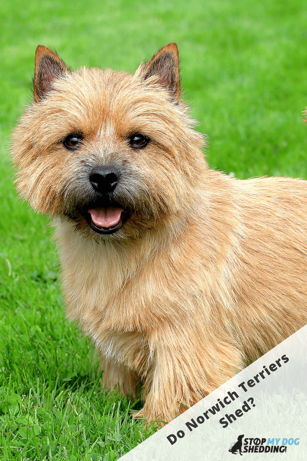 Do Norwich Terriers Shed?