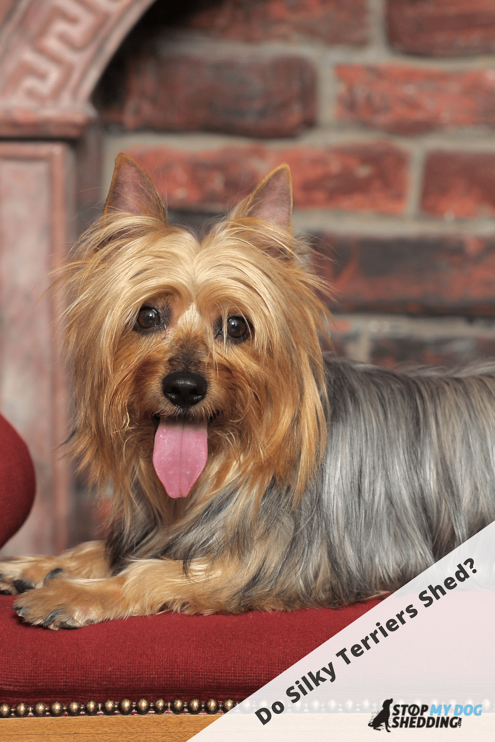 Do Silky Terriers Shed? (Silky Shedding Guide)