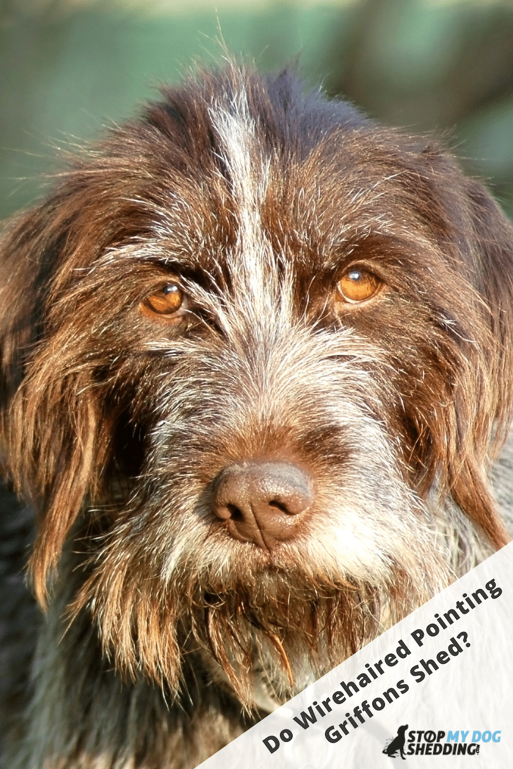 Wirehaired Pointing Griffon Shedding Guide