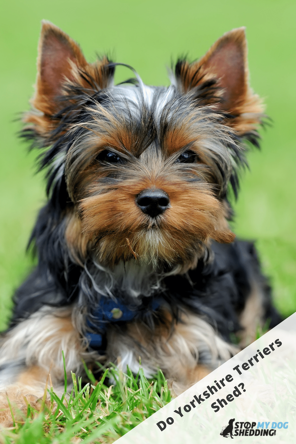 Do Yorkshire Terriers Shed? (What to Expect!)