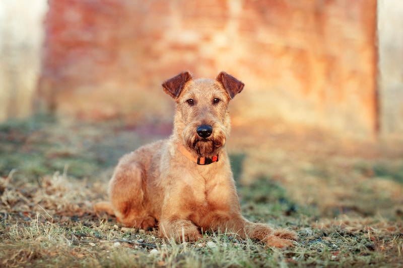 Red Irish Terrier laying down on grass against a brick wall in the park.