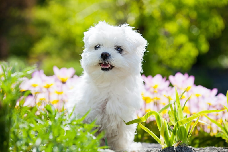 Beautiful young Maltese dog standing in garden surrounded by flowers.