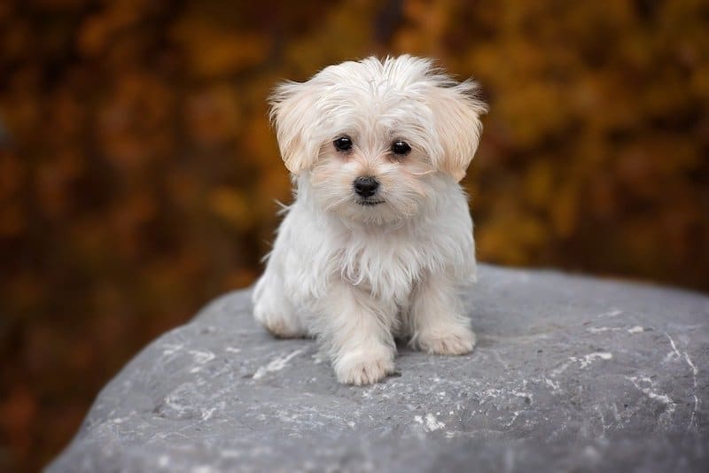 Cute Maltese puppy standing on large rock.