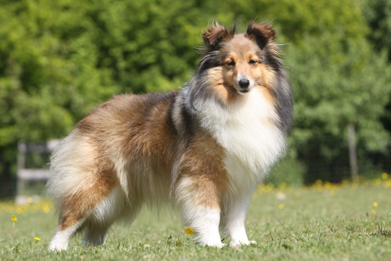 Shetland Sheepdog standing outside with green trees in background.