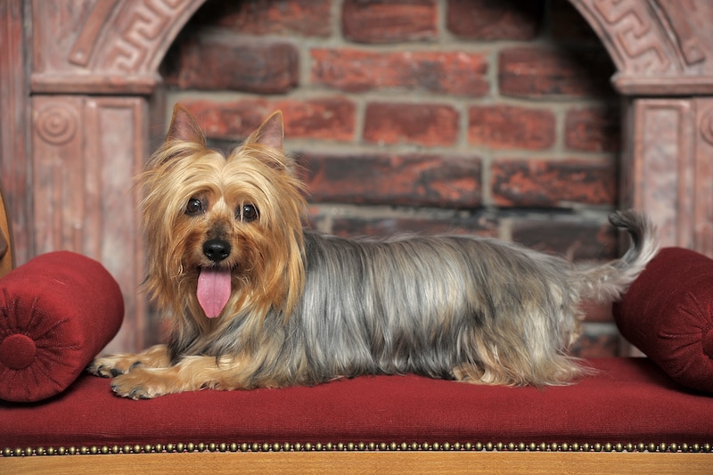 Silky Terrier dog laying on red dog bed with brick wall in background.