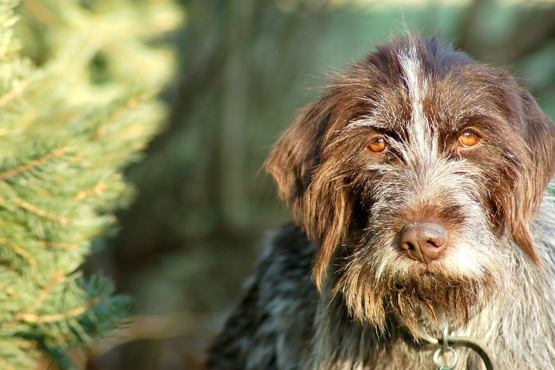Wirehaired Pointing Griffon outside standing next to tree.