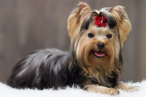 Yorkshire Terrier dog laying on white fluffy blanket with a wooden background.