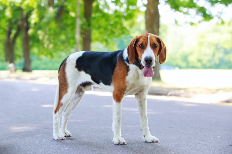 American Foxhound standing in a public park.