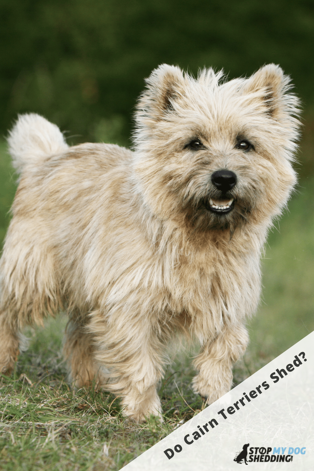 Cairn Terrier Shedding - What to Expect