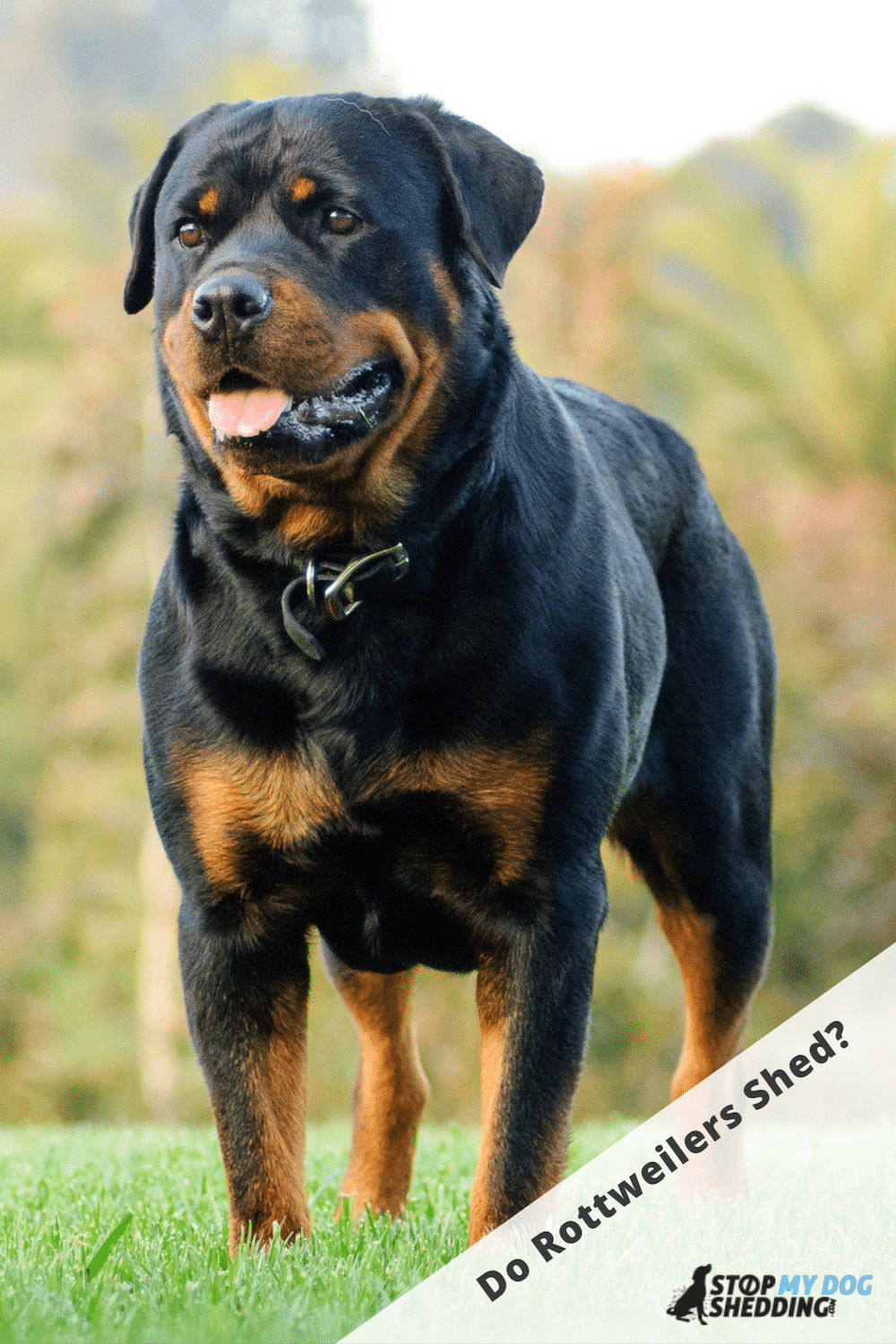 Do Rottweilers Shed? (Rottie Shedding Guide)
