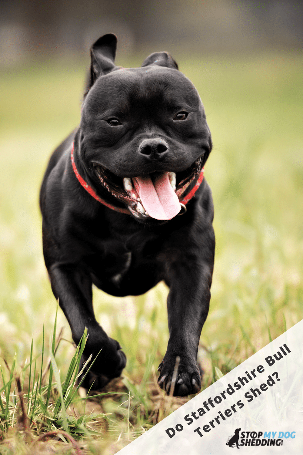 Do Staffordshire Bull Terriers Shed?