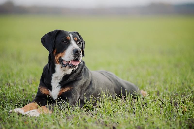 Greater Swiss Mountain Dog laying on green grass.
