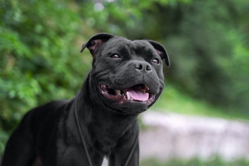 Portrait of black Staffordshire Bull Terrier on the background of green trees in the park.