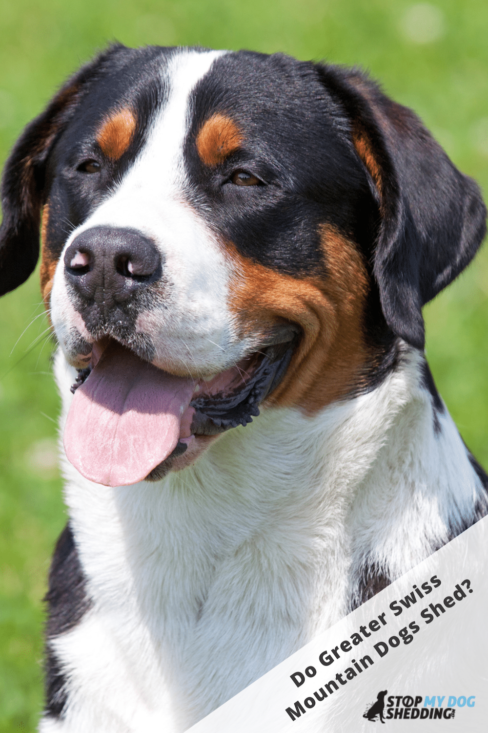 Do Greater Swiss Mountain Dogs Shed?
