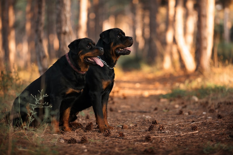 Two Rottweiler dogs sitting together in a beautiful forest.