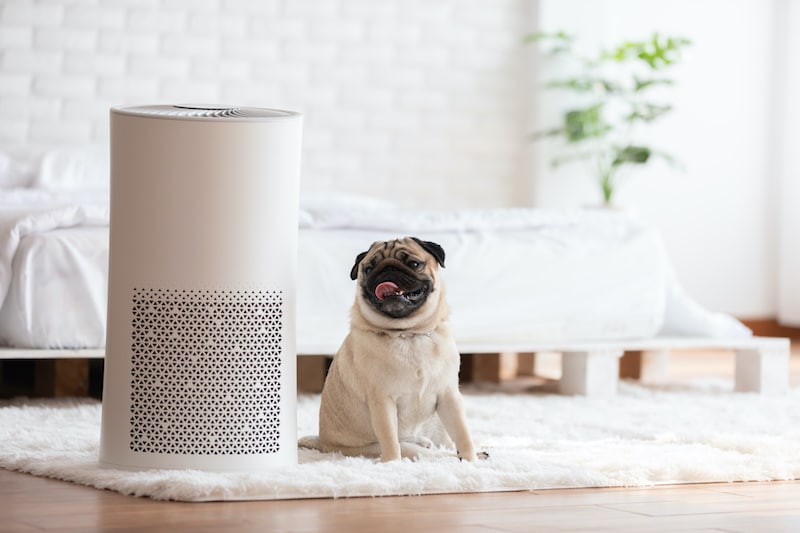Dog Pug breed and air purifier in cozy white bedroom setting illustrating clean air and a fresh indoor environment.