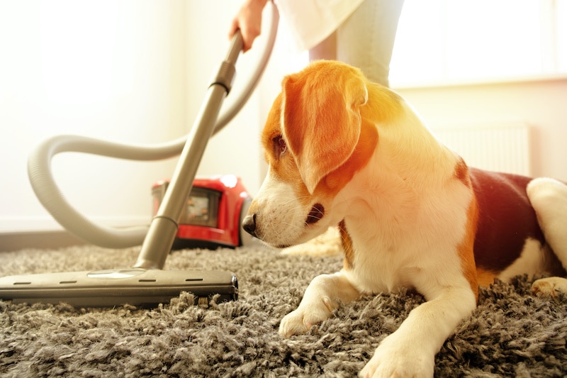 Woman vacuuming floor with a Beagle dog laying on the carpet next to her.