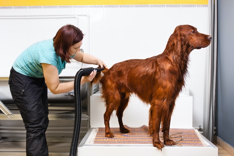 Pet groomer drying fur of dog with hair dryer at salon.