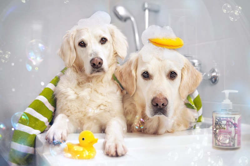 Adult and puppy Labrador Retriever dogs lying near bath in a bathroom setting.