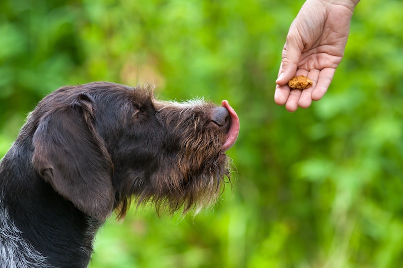 Dog licks his lips as he prepares to take a treat from the hand of a person.