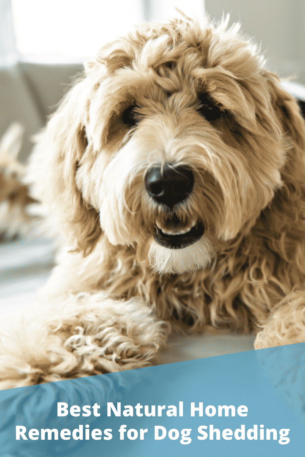 6 Natural Home Remedies for Reducing Dog Shedding