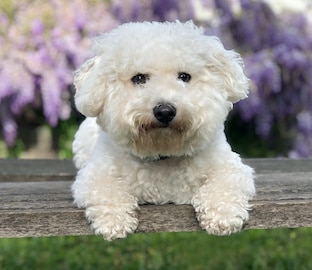 cute white fluffy Bichon Frise dog sits on wooden bench in front of lavendar wisteria vines.
