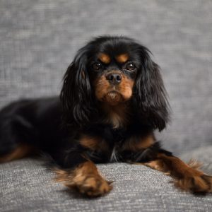 Cute Black and Tan Cavalier King Charles Spaniel on a gray sofa with red pillow.