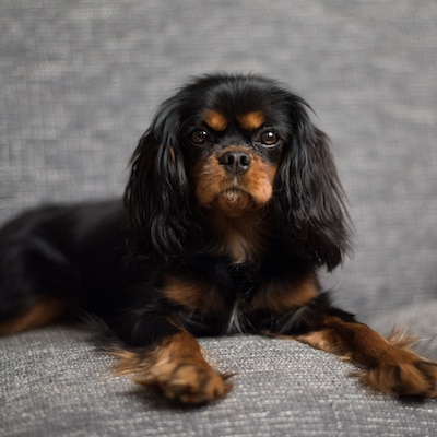 Do Cavalier King Charles Spaniels Shed? - Stop My Dog Shedding