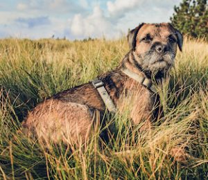 Border Terrier dog Lying in the Grass at Sunset