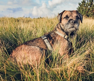 Border Terrier dog Lying in the Grass at Sunset