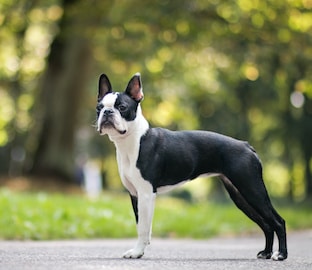 Boston Terrier dog standing on path with forest in background.