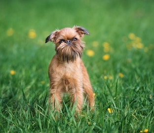Brussels Griffon dog posing outdoors in summer.