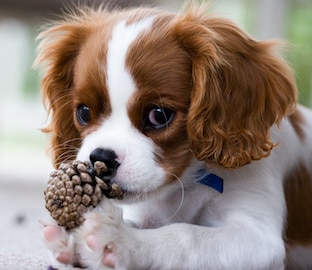 Cavalier King Charles Spaniel puppy holding pinecone with paws