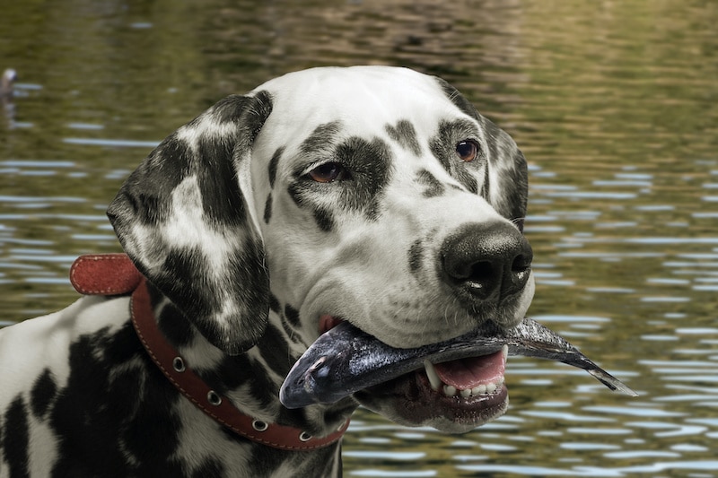 Dalmatian dog holding a fish in his mouth isolate closeup.
