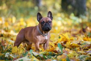 French Bulldog standing outside on leafy grass covered setting.