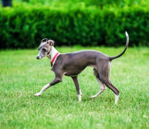 Italian Greyhound playing in countryside park.