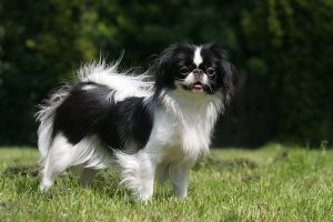 Japanese Chin dog standing on green grass with trees in background.