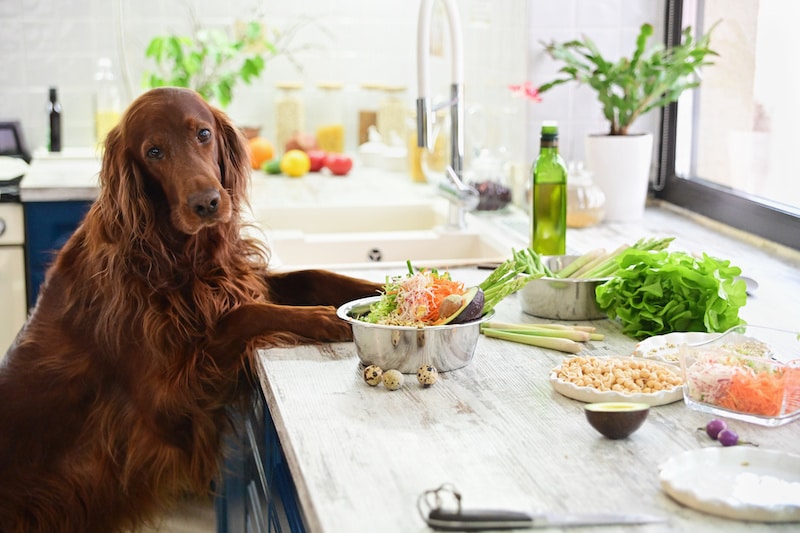 Dog in kitchen standing near healthy homemade food.