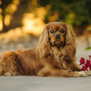 Ruby colored Cavalier King Charles Spaniel dog outdoor portrait lying down by red flowers.