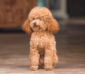 Cute Toy Poodle standing inside house and looking outside.