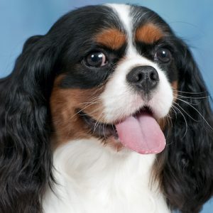 Portait of Tricolor Cavalier King Charles Spaniel.