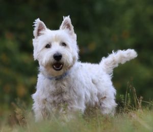West Highland White terrier standing in the grass.