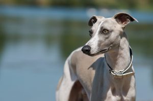 Whippet dog portrait with water in background.