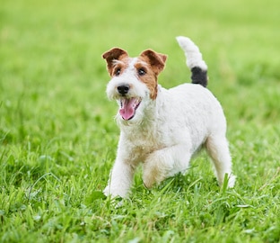 Wire Fox Terrier enjoying running outdoors in the park on green grass.