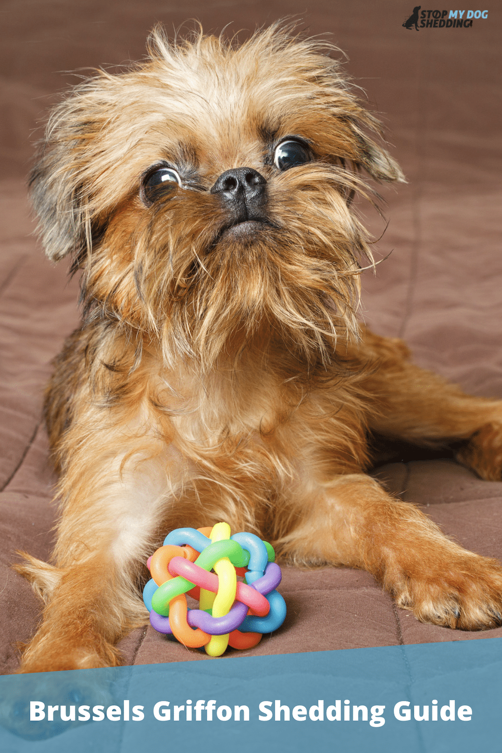 Do Brussels Griffon Dogs Shed?