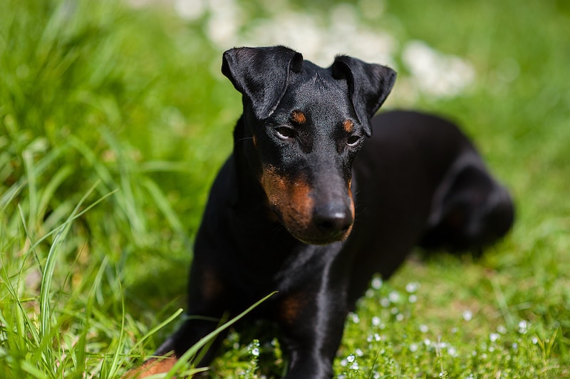 Manchester Terrier dog laying down on green grass.