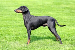 Standard Manchester Terrier standing on a green grass lawn, side on view.