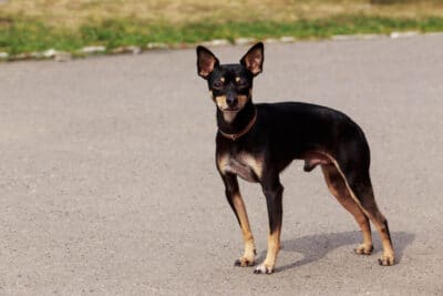 Close-up portait of a Toy Manchester Terrier standing outside.