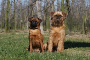 Portrait of a Wiry Coat and Smooth Coat Brussels Griffon dog standing side by side outdoors.